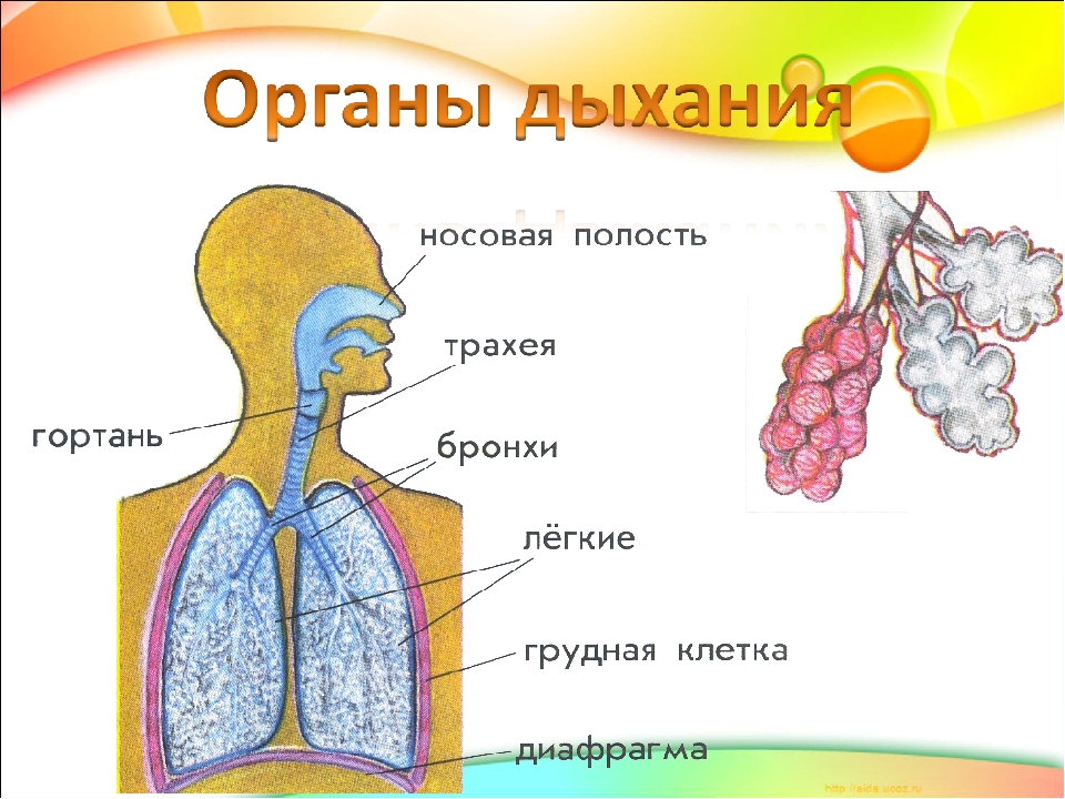 Легочное дыхание строение. Системы органов человека дыхательная система. Строение дыхательной системы человека для детей. Органы дыхания человека для детей дошкольного возраста. Дыхательная система человека схема.