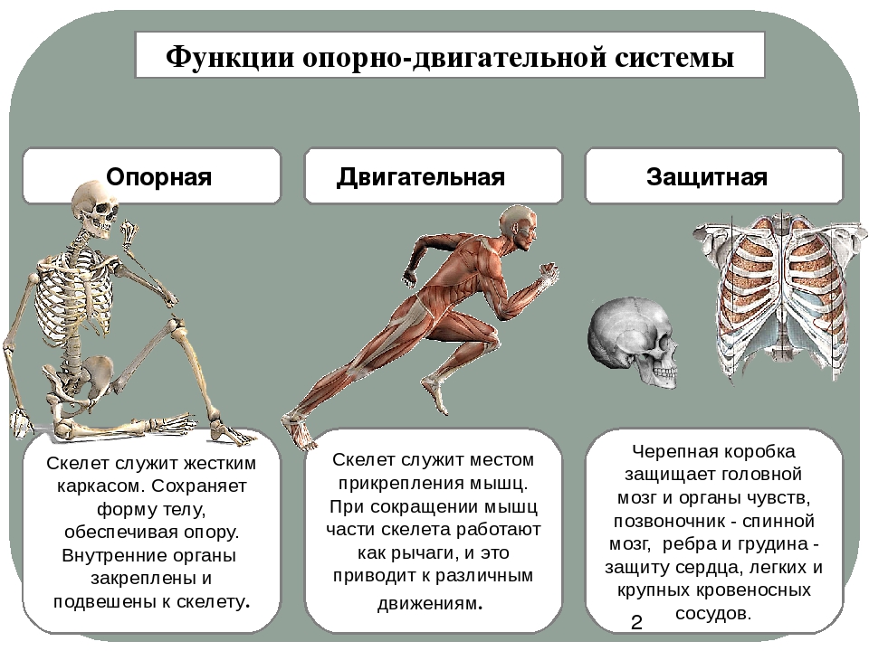 Внимательно рассмотри рисунок на котором изображена опорно двигательная система