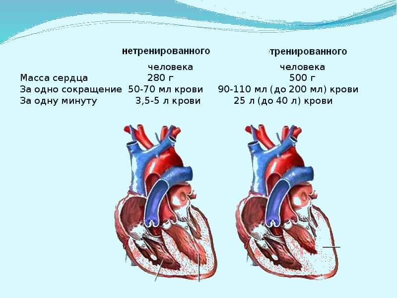 Тренируем сердце 5 класс обж презентация