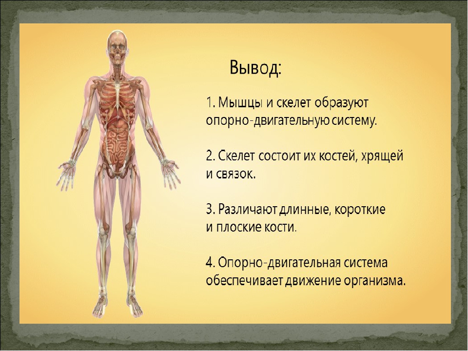 Презентация опорно двигательная система человека 8 класс биология