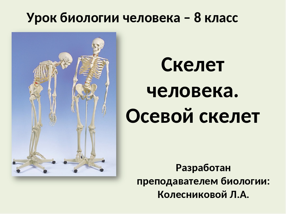 Скелет 8. Осевой и добавочный скелет. Осевой и добавочный скелет биология 8 класс. Осевой скелет и добавочный скелет человека. Осевой и добавочный скелет человека анатомия.