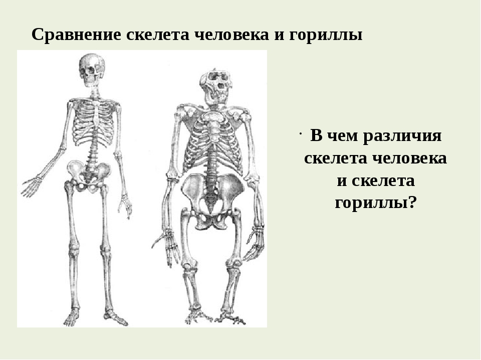 Отличие мужского скелета от женского фото