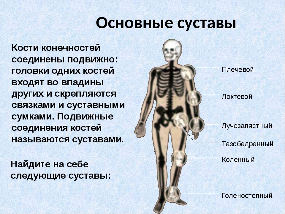 Основные части скелетов поясов и свободных конечностей. Название суставов. Суставы скелета человека. Название костей и суставов. Скелет с названиями костей.