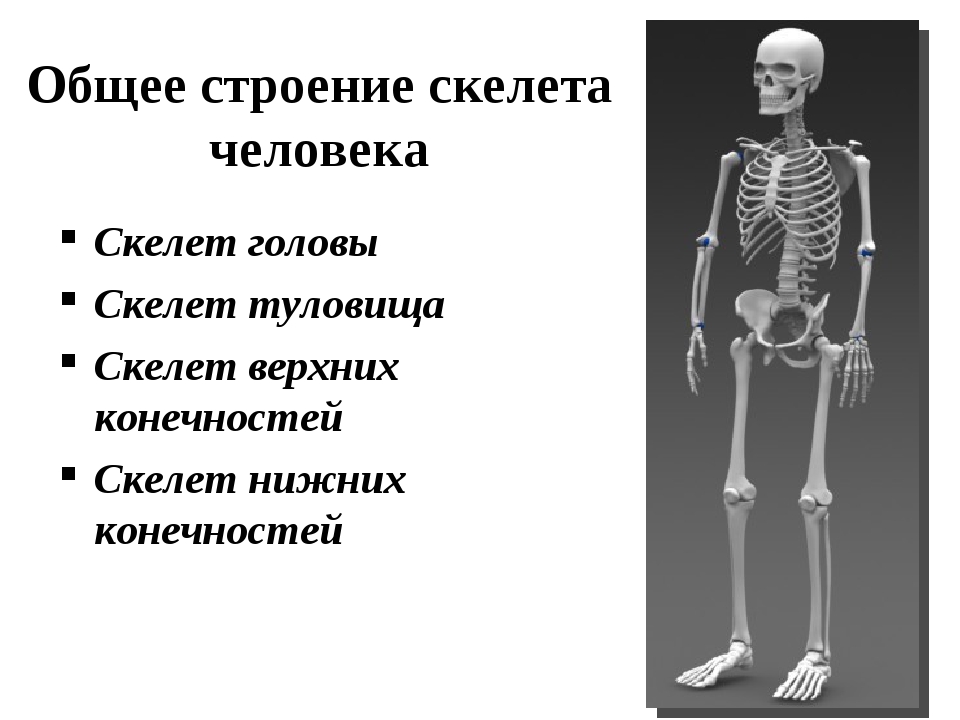 Сколько в скелете. Строение скелета. Общий план строения скелета человека. Скелет человека анатомия. Строение тела скелет.