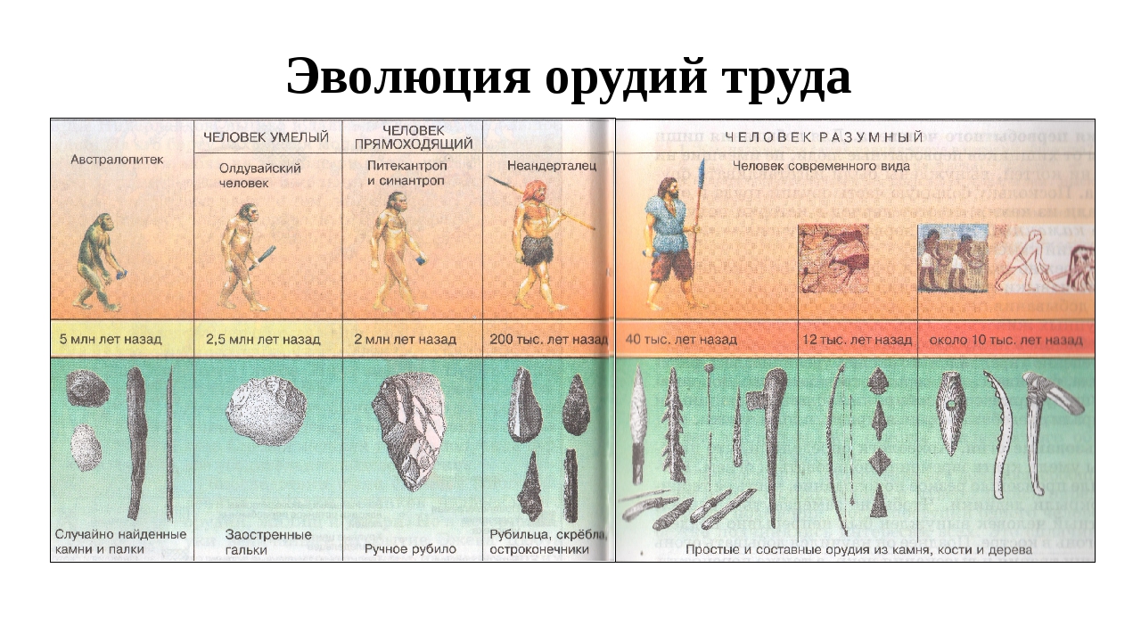 Эволюционное развитие. Эволюция человека таблица орудий. История древнего мира Эволюция человека. Эволюция орудий труда человека. Этапы развития орудий труда.