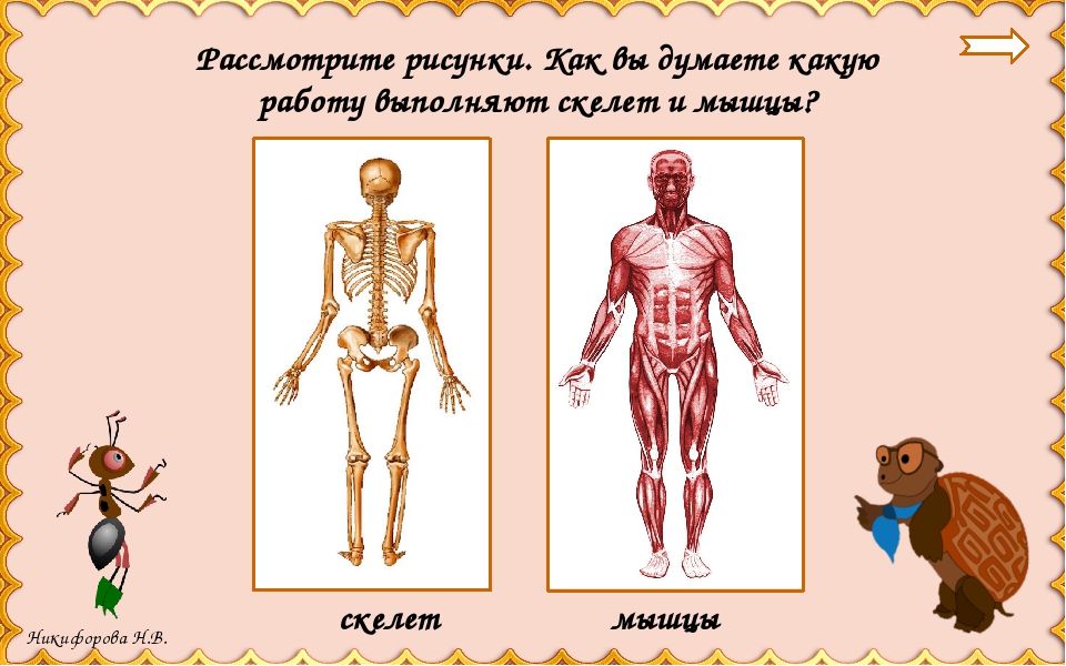 Опора тела презентация 3 класс. Опорно двигательная система 3 класс окружающий мир. Опорно двигательная система 4 класс окружающий мир. Опорно двигательная система рисунок для детей. Окружающий мир 3 класс скелет и мышцы.