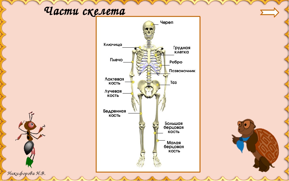 На рисунке цифрами 1 2 3 обозначены соответственно