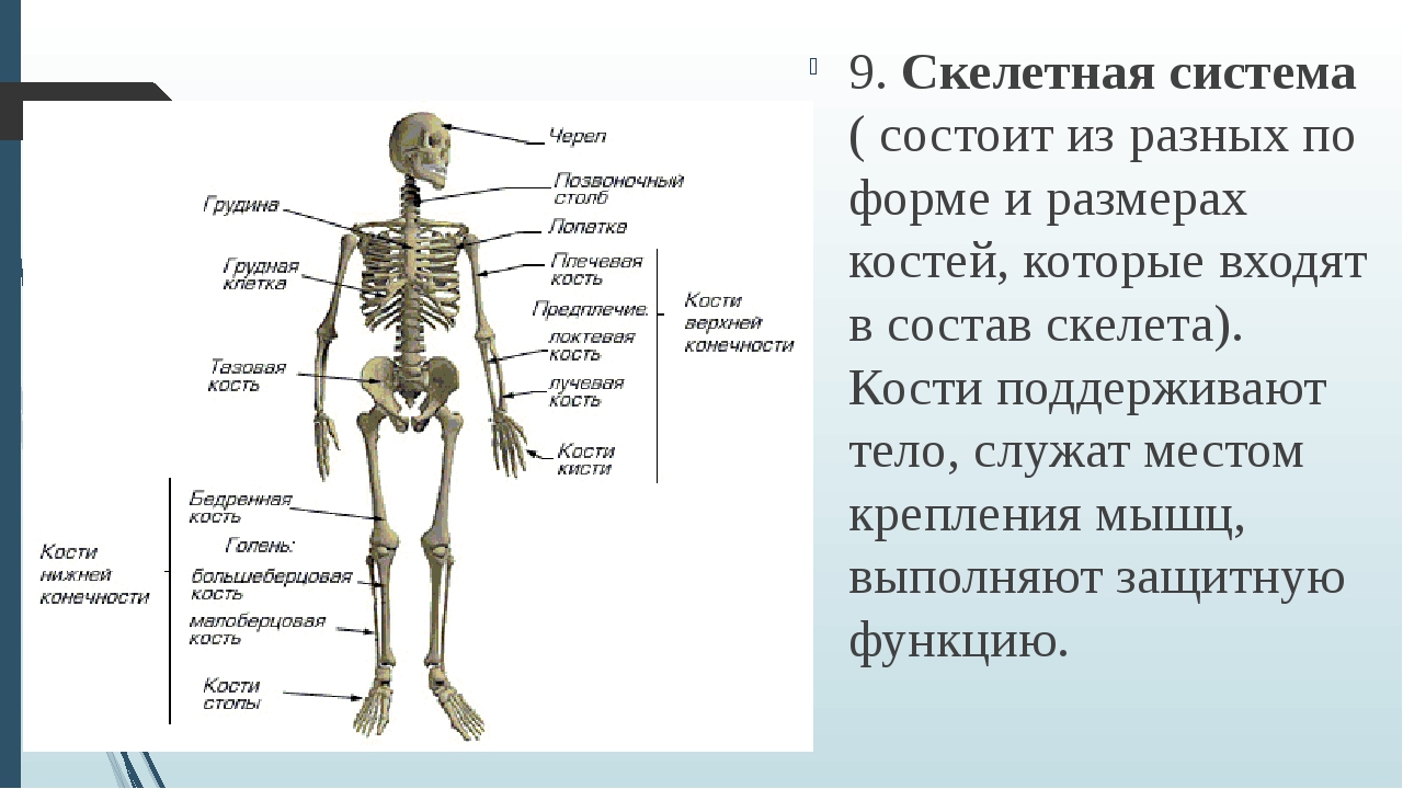 Bones system. Строение скелетной системы. Кости человека. Кости скелета человека. Отдел скелета название костей.