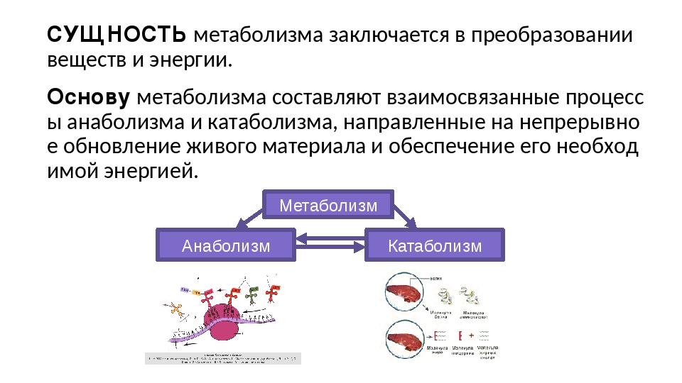 3 процесса обмена веществ. Ассимиляция и диссимиляция метаболизм 9 класс. Конспект по биологии метаболизм ассимиляция и диссимиляция. Энергетический метаболизм схема. Ассимиляция и диссимиляция метаболизм 9 класс конспект.