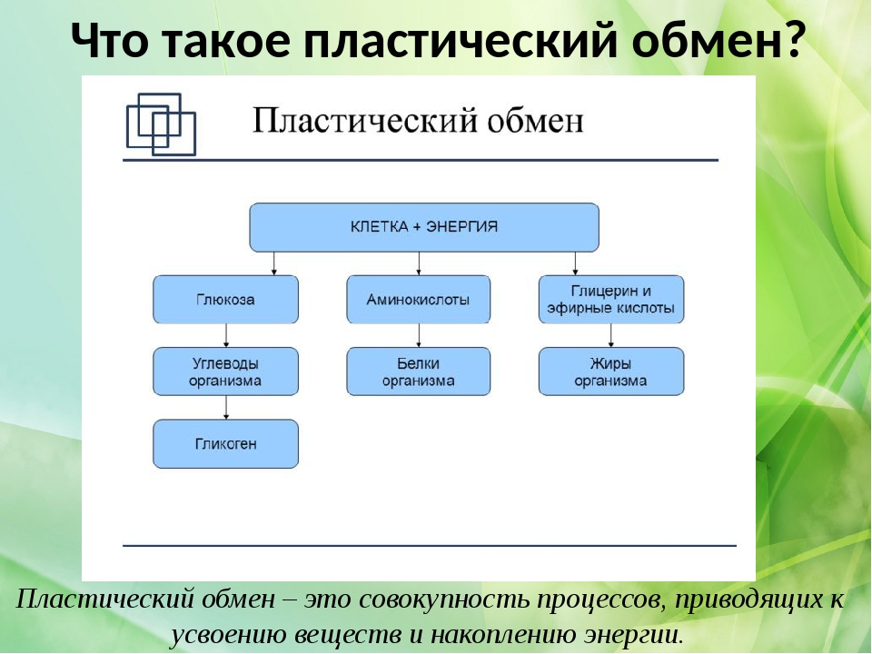 Схема пластического обмена 9 класс