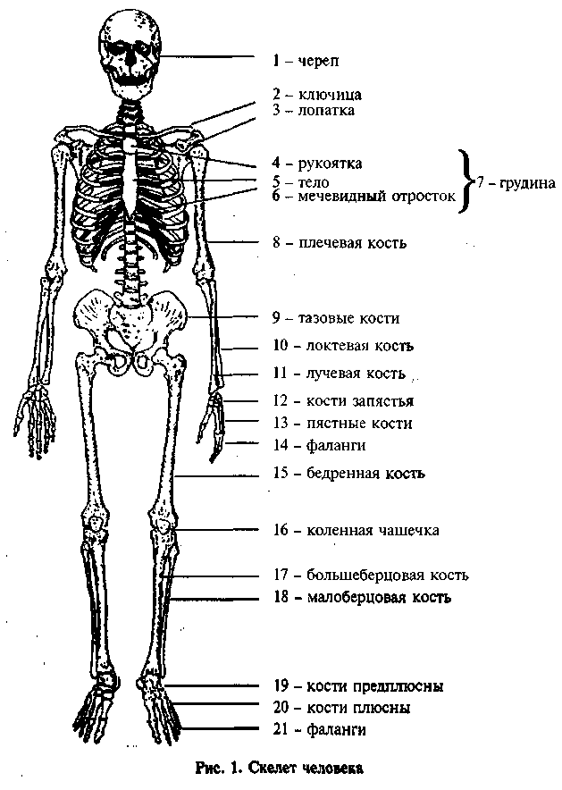 Скелет человека с названием костей и суставов на русском языке фото