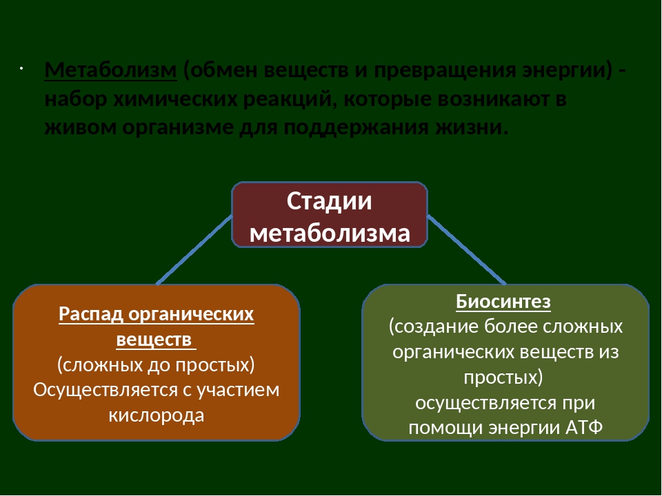 Обмен веществ и превращение энергии кратко