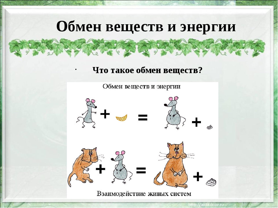 Обмен веществ и энергии это. Обмен веществ и энергии. Обмен веществ это 5 класс. Обмен веществ и энергии это в биологии. Обмен веществ обмен веществ.