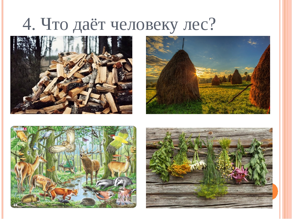 Какие уроки дает природа. Что дает лес человеку. Что дает природа человеку картинки. Что дает лес человеку картинки. Что дает нам природа картинка.