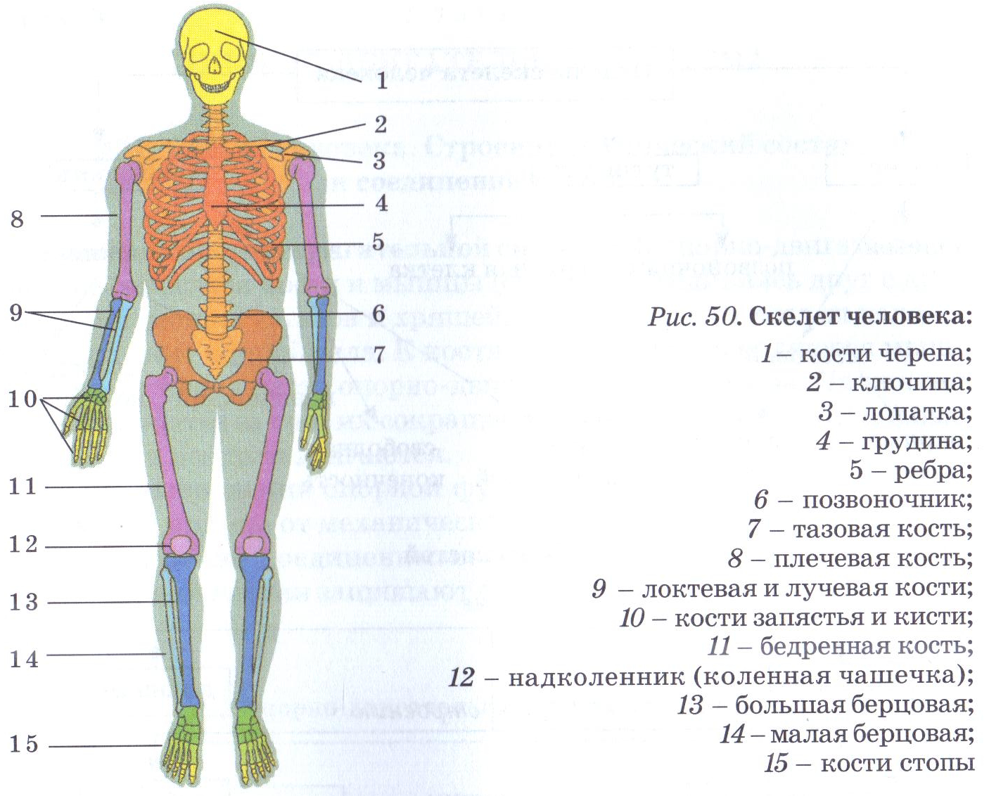 Впр 8 класс анатомия человека. Схема опорно двигательной системы человека. Строение скелета биология. Строение скелета с органами. Схема строения человека в рисунке.