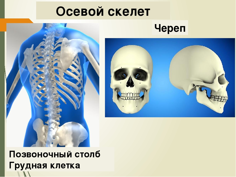 На рисунке изображены скелет. Осевой скелет череп. Осевой скелет человека ( череп и позвоночник). Строение осевого скелета. Осевой скелет позвоночник.