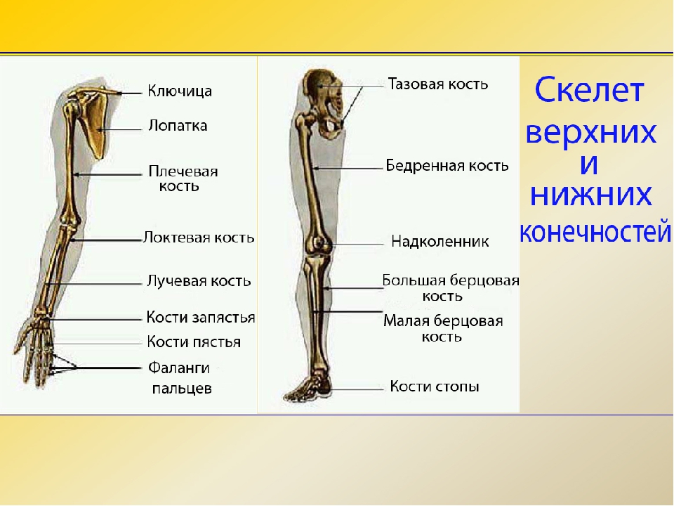 Укажи на рисунке стрелкой ту часть этой системы которая позволяет человеку сохранять вертикальное по