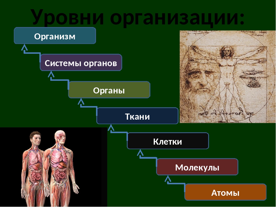 Тканевая система человека