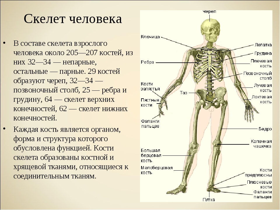 Скелет человека с названием частей тела фото