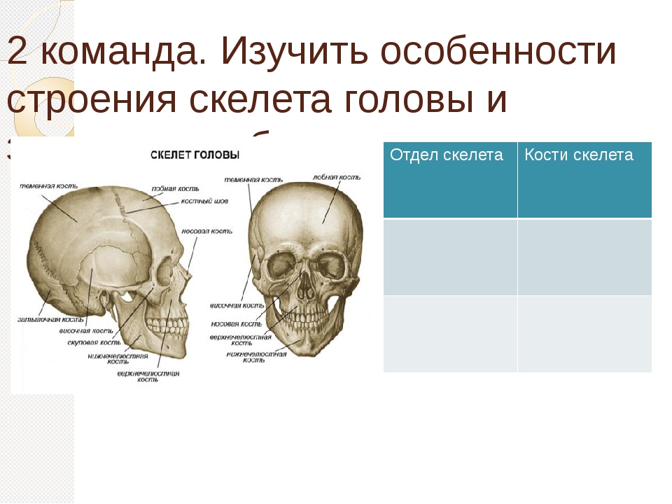 Отдел скелета череп особенности строения функции. Скелет головы. Скелет головы анатомия. Изучение скелета головы. Скелет головы строение и функции.