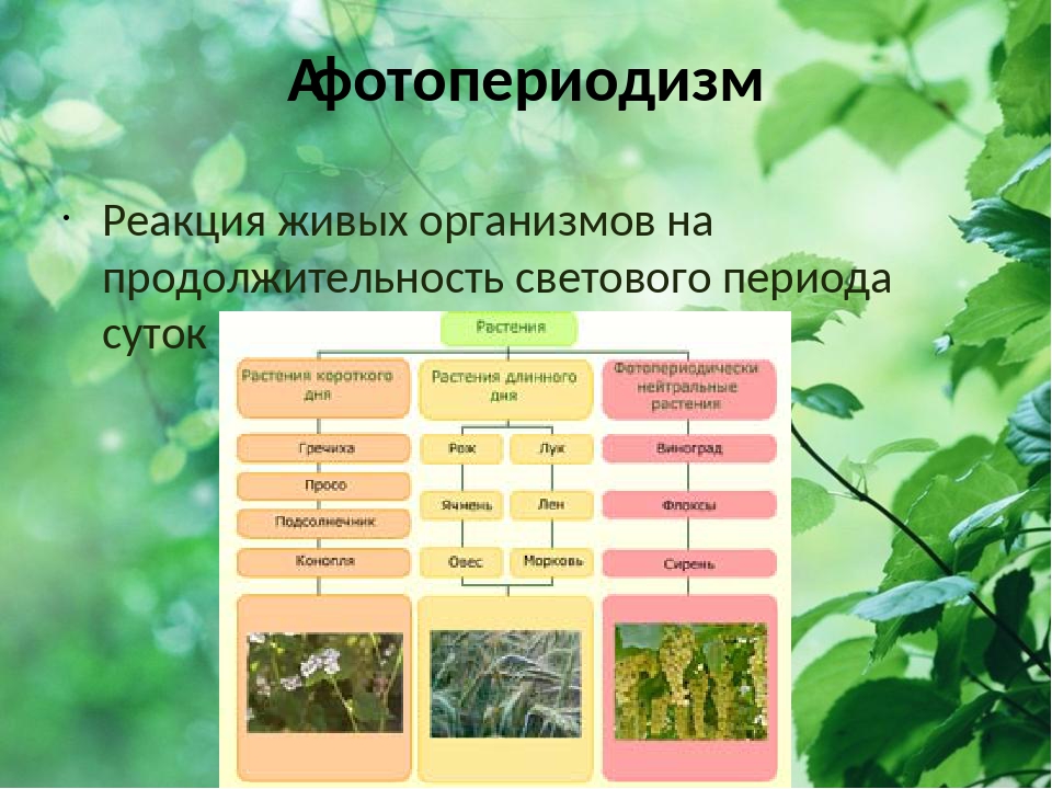 Урок растительные сообщества 7 класс пасечник. Фотопериодизм у растений и животных. Суточный фотопериодизм у растений. Явление фотопериодизма у растений и животных. Сезонный фотопериодизм.