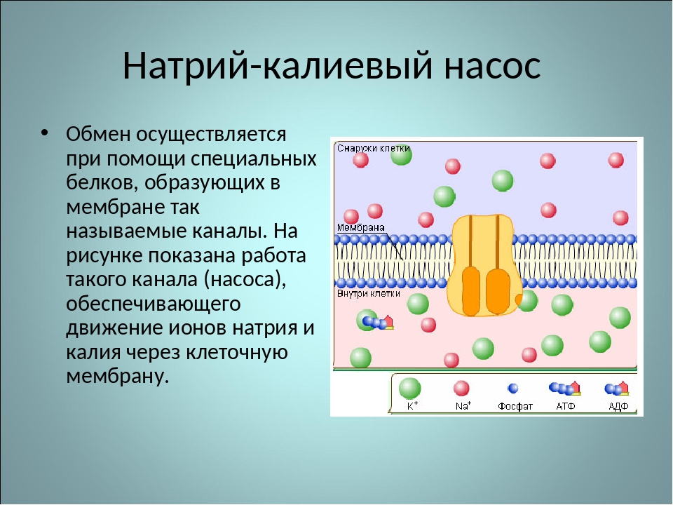 По какой схеме возможен одновременный трансмембранный перенос ионов калия и натрия