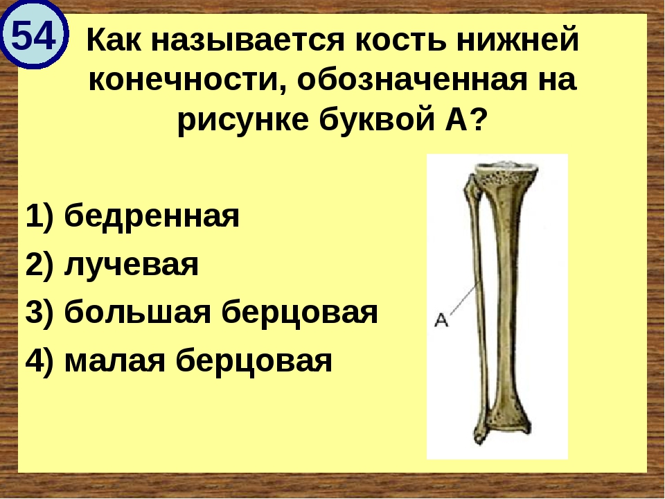 Как называется костя. Как называется кость нижней конечности обозначенная. Как называется кость нижней конечности обозначенная на рисунке. Обозначенная на иллюстрации кость называется. Называется кость нижней конечности, обозначенная на рисунке буквой а..