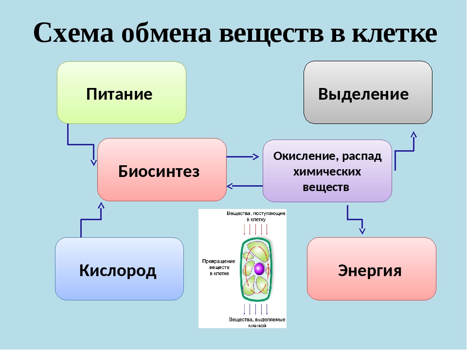 1 в каких клетках происходит. Схема процесса обмена веществ в клетке. Обмен веществ и энергии в клетке схема. Типы обмена веществ схема. Схема обмена веществ 10 класс биология.