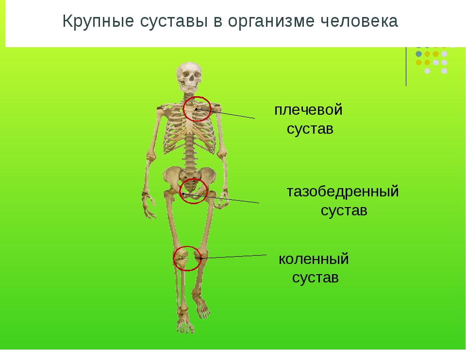 Названия суставов человека. Строение скелета человека суставы. Суставы скелета человека схема. Крупные суставы скелета. Название всех суставов человека.