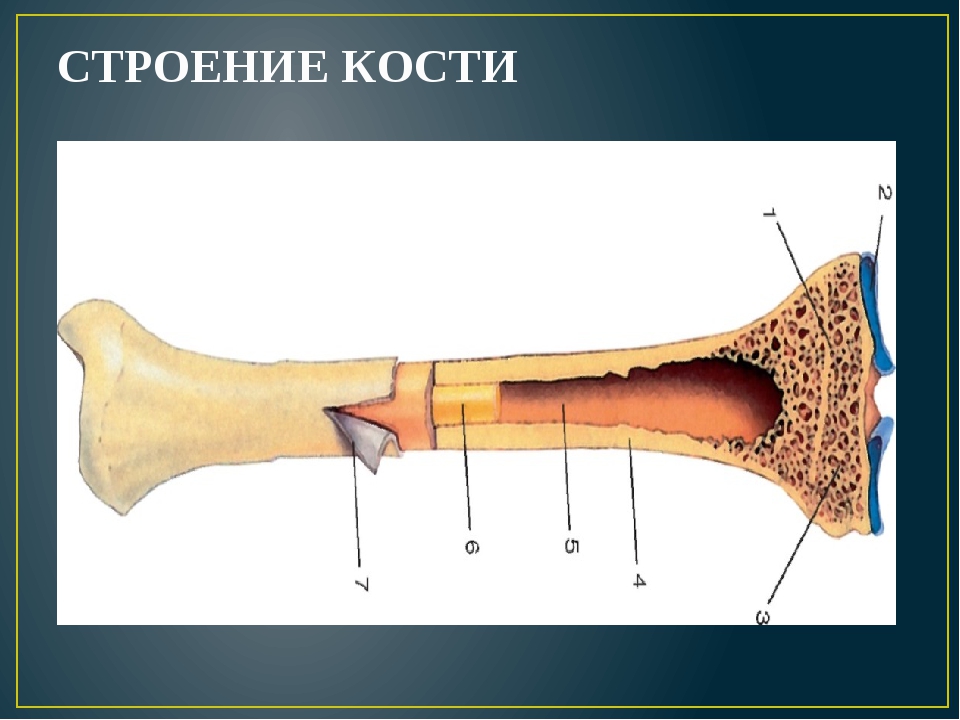 Трубчатая кость имеет