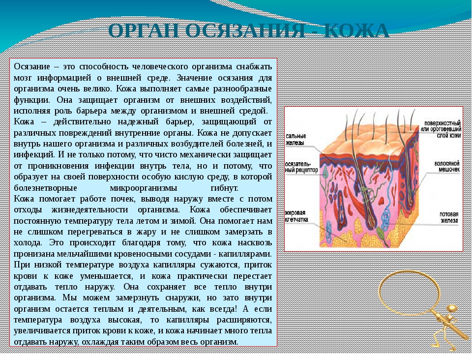 Проект кожа человека