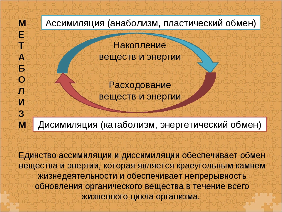 Происходит обмен энергией. Ассимиляция и диссимиляция. Процессы ассимиляции и диссимиляции. Процессы ассимиляции и диссимиляции веществ.. Как протекают процессы ассимиляции и диссимиляции.