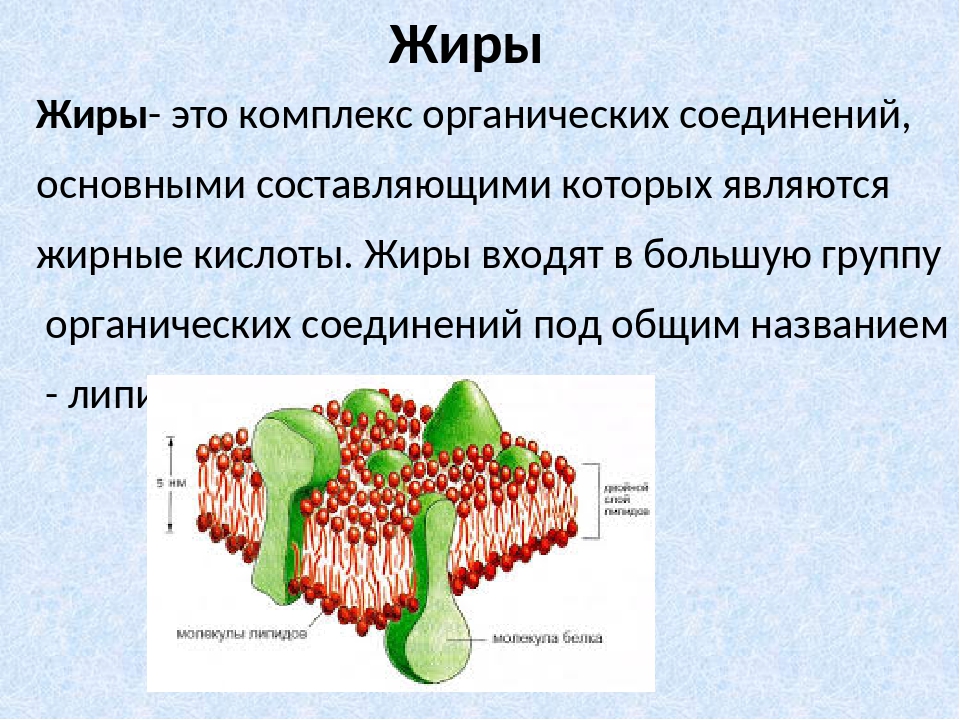 Структурная функция. Жиры биология. Жиры это в биологии кратко. Жиры в клетке биология. Жиры строение биология.