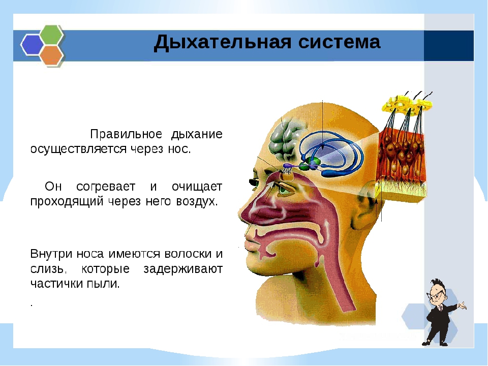 Как проходит воздух через нос схема - 95 фото