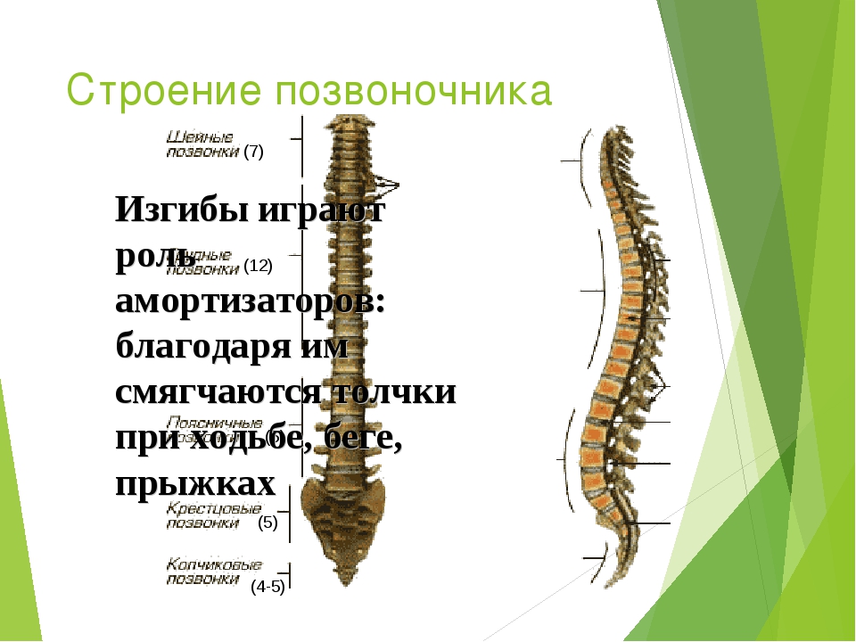 Строение позвоночных. Изгибы позвоночника анатомия. Строение позвонка и его изгибы. Строение по позвоночнику.