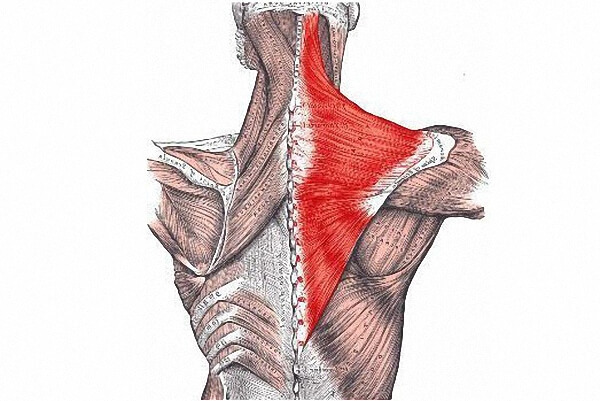 Трапециевидная мышца: Точки напряжения