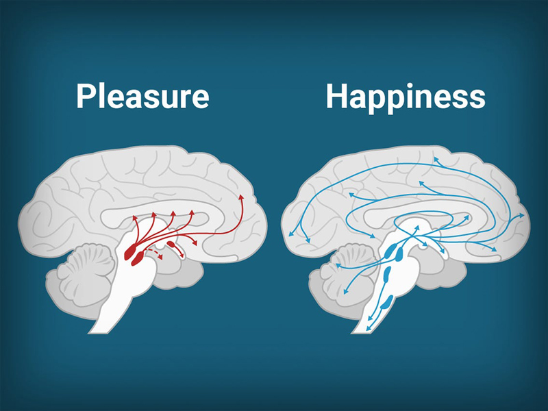 Счастье по науке: как приучить мозг вырабатывать гормоны счастья