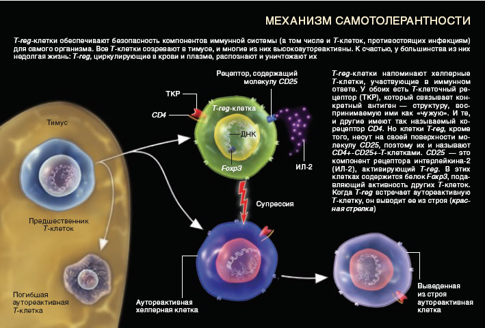 Механизм самотолерантности (изображение: «В мире науки»)