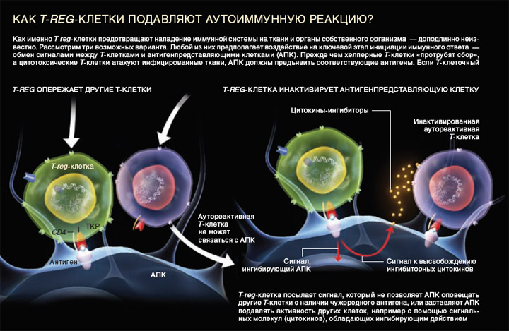 Как T-reg-клетки подавляют аутоиммунную реакцию (изображение: «В мире науки»)