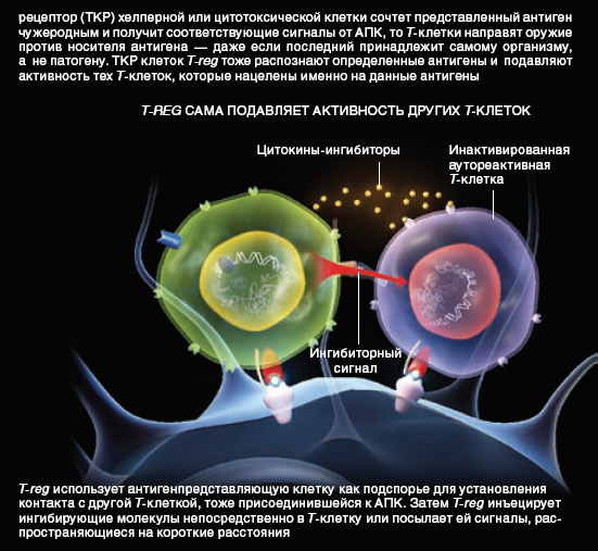 T-reg сама подавляет активность других T-клеток (изображение: «В мире науки»)