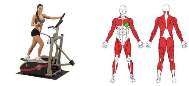 Мышцы которые работают при занятии на эллипсоиде