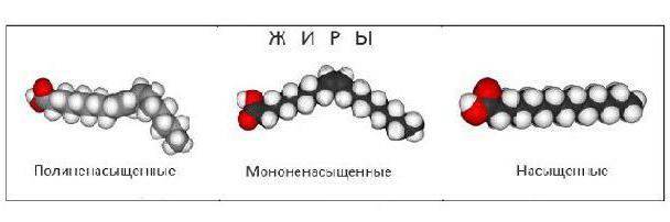 жир из чего состоит