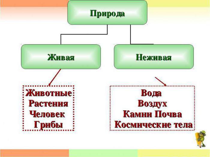 связи живой и неживой природы