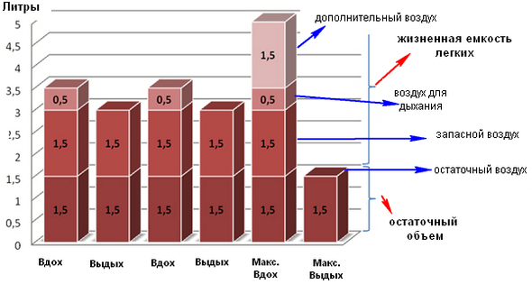 Распределение воздуха в легких человека