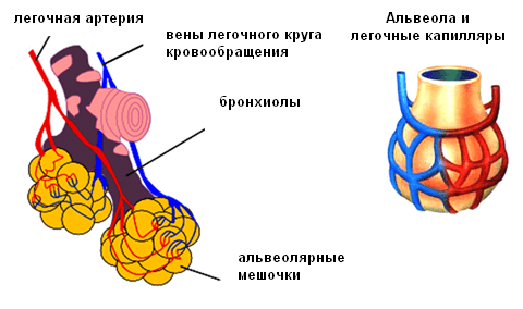 Строение бронх человека