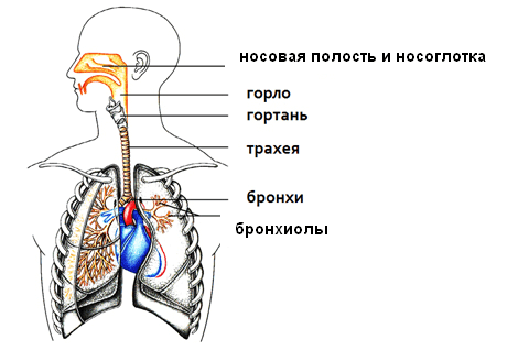 Дыхательная система человека