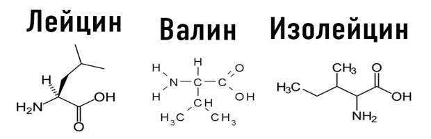 Лейцин, изолейцин и валин