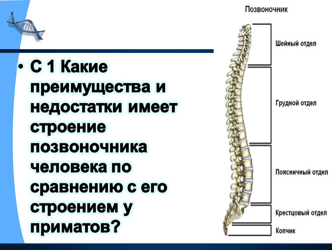 Строение позвоночника человека схема