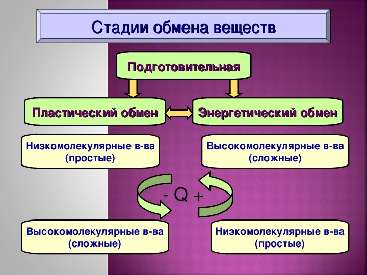 Энергетический обмен и пластический обмен схема