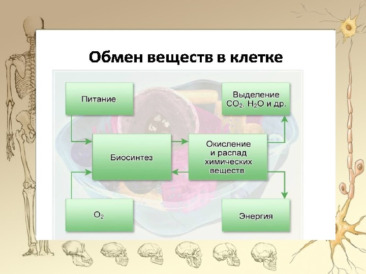 Обмен веществ и энергии в организме презентация